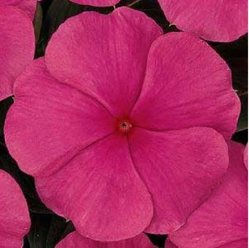 Катарантус Титан F1 100 семян темно-розовый, Pan American flowers