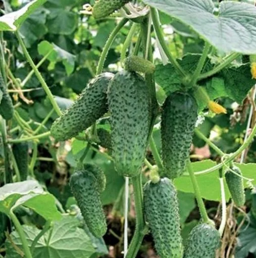 Огурец Грин Пик F1 10 семян партенокарпический ультраранний, Unigen Seeds - Фото 2