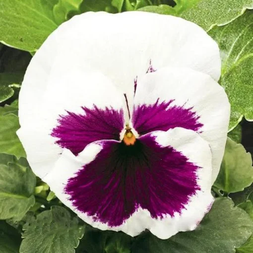 Виола виттрока Карма F1 100 семян белая с пурпурным глазком, Syngenta Flowers