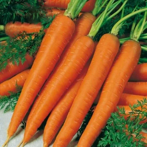 Морковь Вита Лонга весовая поздняя