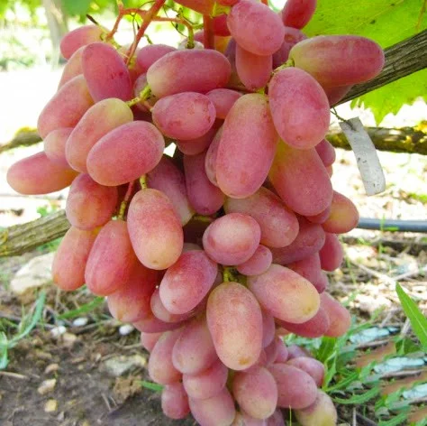 Саженцы винограда Потомок Ризамата