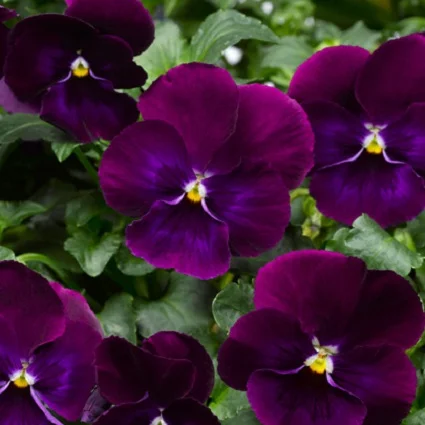 Виола виттрока ВандерФолл F1 50 семян пурпурная, Syngenta Flowers