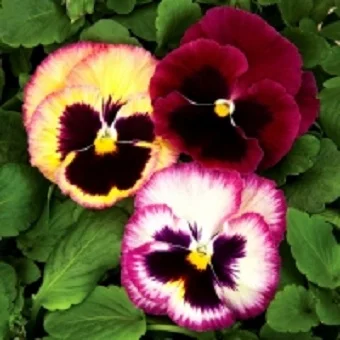 Виола виттрока Колоссус F1 100 семян розовый сюрприз, Syngenta Flowers