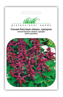 Сальвия блестящая Аморе 20 семян пурпурная, Hem Genetics