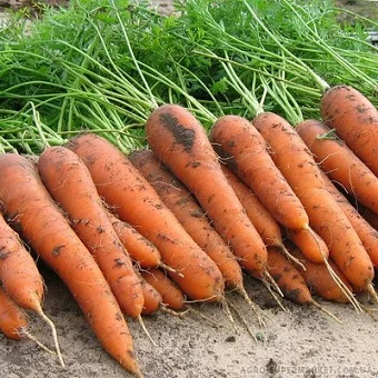 Морковь Колтан F1 400 семян поздняя, Nunhems Zaden - Фото 3