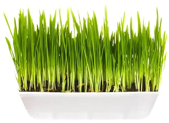 Цибуля-шнітт Івола F1 0,5 г на перо ранній, Wing Seed - Фото 2