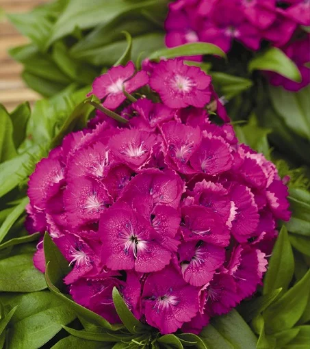 Гвоздика турецкая Барбарини F1 100 семян розовая, Syngenta Flowers