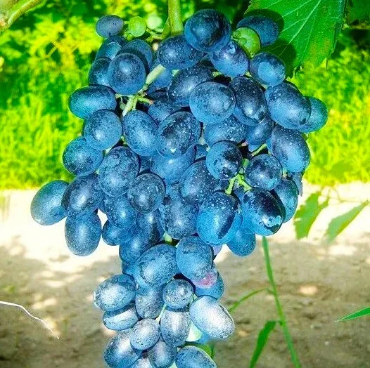 Саженцы винограда Блэк Моннука кишмиш