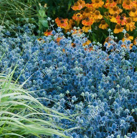 Синеголовник альпийский Синее сияние 50 семян - Фото 2