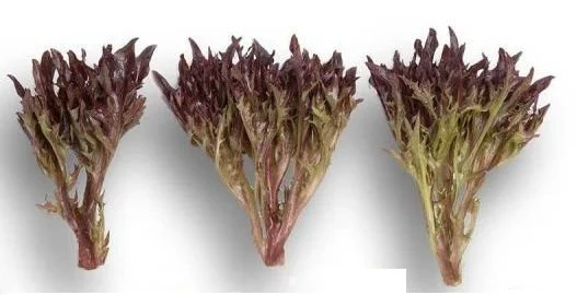 Салат Винтекс 1000 дражированных семян саланова фризе красный, Rijk Zvaan - Фото 2
