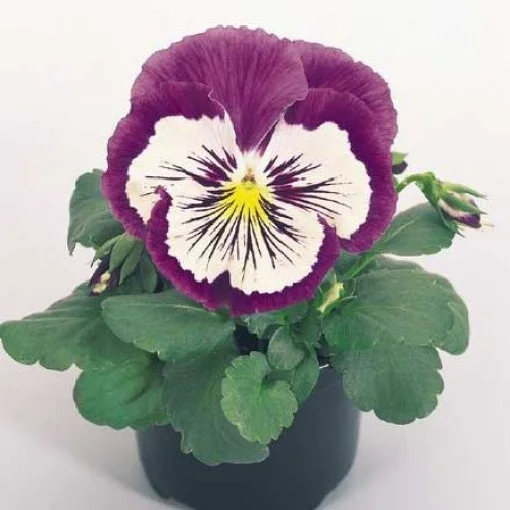 Виола виттрока Кетс F1 100 семян пурпурно-белая, Benary flowers