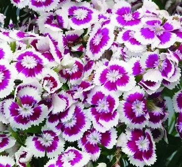 Гвоздика турецкая Диабунда F1 100 дражированных семян пурпур пикоте, Syngenta Flowers