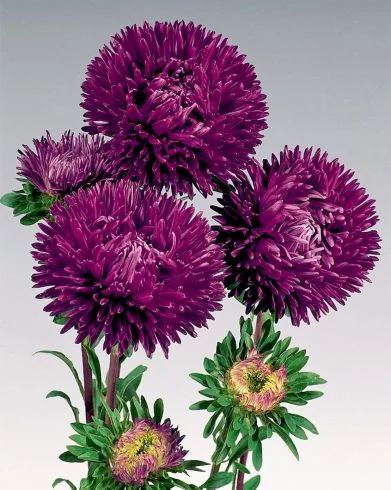 Астра игольчатая Гала 1000 семян пурпурная, Benary flowers
