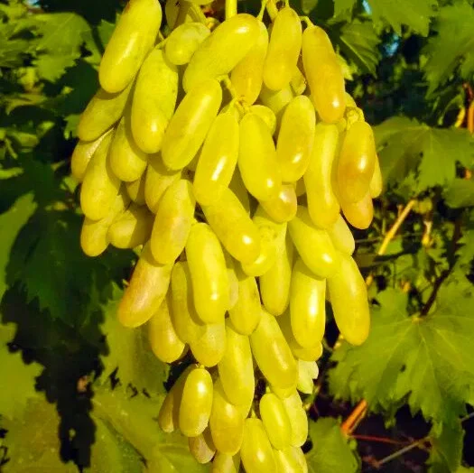 Саджанець винограду Леді Патріція