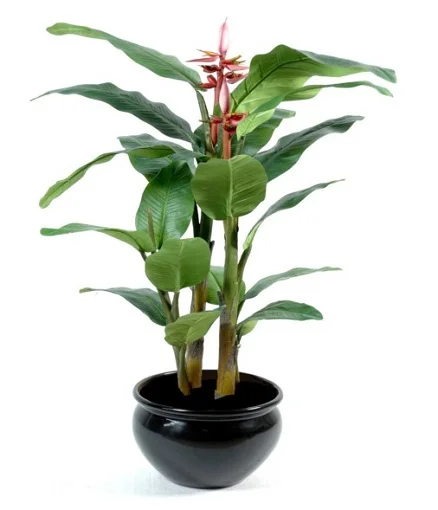 Банан оксамитовий 3 насіння рожевий, Hем Zaden - Фото 3