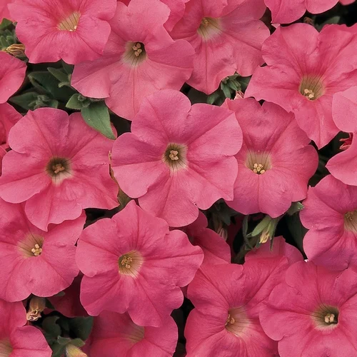 Петуния Изи Вейв F1 100 дражированных семян ампельная лососевая, Pan American flowers