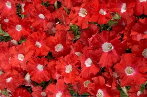 Петуния Селебрети F1 1000 дражированных семян скарлет, Benary flowers