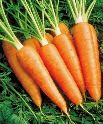 Морковь Нантес Тип Топ 1 г для детского питания, Unigen Seeds - Фото 2