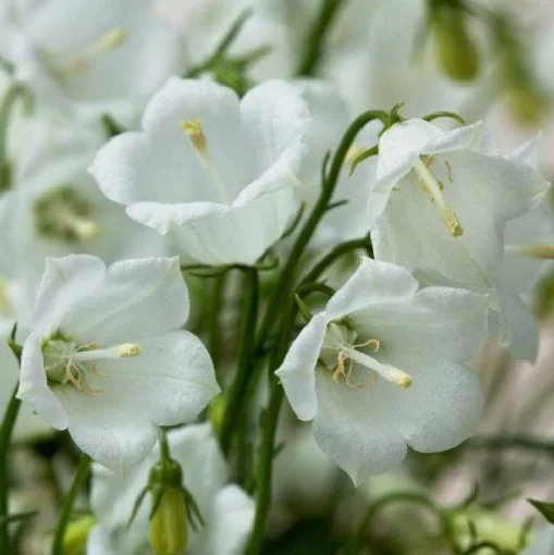 Колокольчик Свингинг Беллс 200 семян спиральнолистный белый, Syngenta Flowers - Фото 2