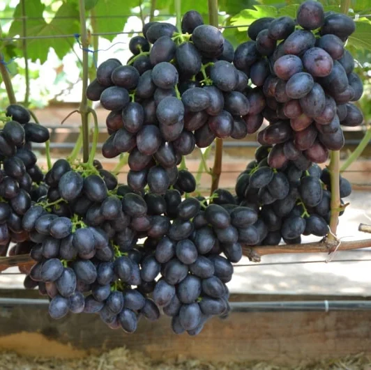 Саженцы винограда Краса Балок