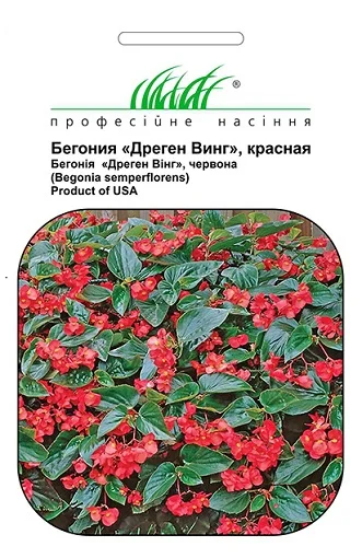 Бегония каскадная Дрегон Винг F1 5 дражированных семян красная, Pan American flowers