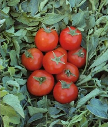 Томат Топспорт F1 5 г кустовой среднеранний, Bejo Zaden - Фото 2