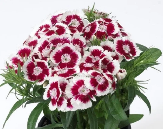 Гвоздика турецкая Диабунда F1 100 дражированных семян красны пикоте, Syngenta Flowers
