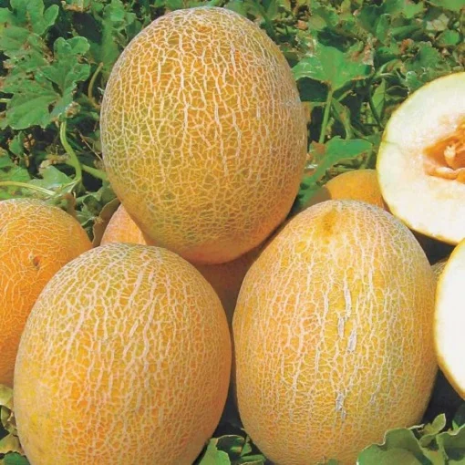 Дыня Амалик F1 50 семян ранняя, Unigen Seeds