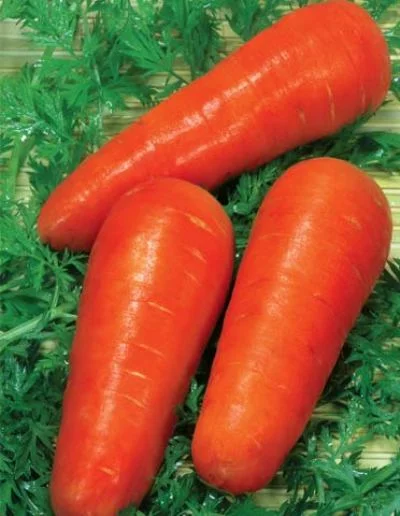 Морковь Красавка весовая ранняя