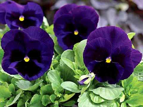 Виола виттрока Маммут F1 100 семян темно-синяя, Syngenta Flowers