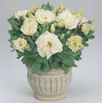 Эустома низкорослая Сапфир F1 100 дражированных семян кремовая, Pan American flowers