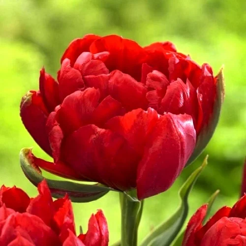 Тюльпан Robinho 3 шт махровые многоцветковые, De Ree (10374)