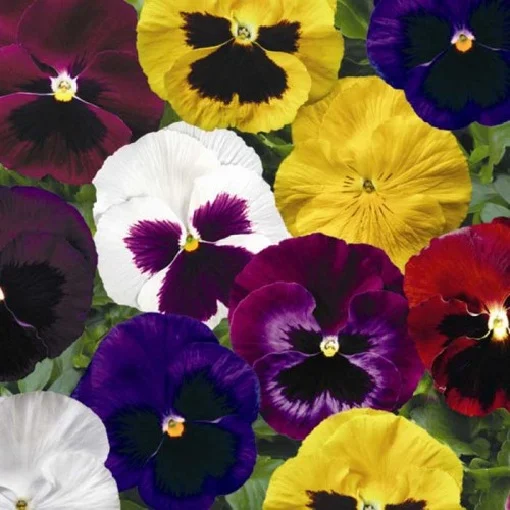 Віола вітроку Колоссус F1 100 насіння суміш, Syngenta Flowers
