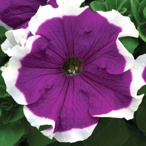 Петуния грандифлора Фрост F1 1000 дражированных семян фиолетовая, Syngenta Flowers