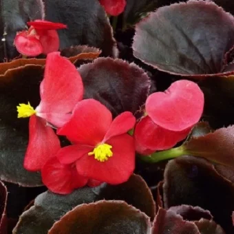 Бегония Бада Бум F1 1000 дражированных семян скарлет, Syngenta Flowers