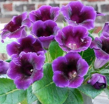 Глоксинія Violacea, De Ree