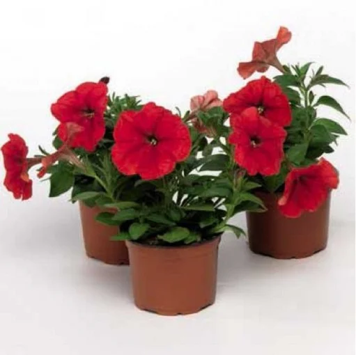 Петунія Ура F1 1000 дражованого насіння червона, Syngenta Flowers - Фото 2