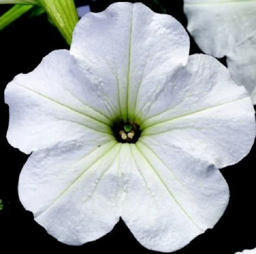 Петуния Ура F1 1000 дражированных семян белая, Syngenta Flowers