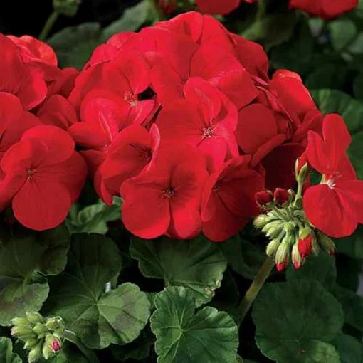 Пеларгония садовая Маверик F1 100 семян красная, Syngenta Flowers - Фото 2