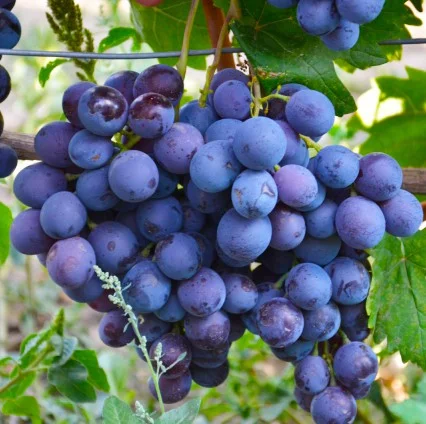 Саженцы винограда Федерико