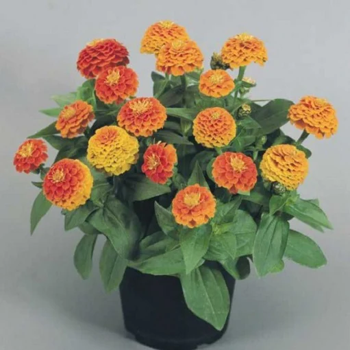 Цинния элегантная Циннита F1 250 семян оранжевая, Benary flowers