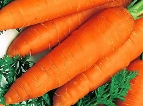 Морковь Флакке весовая поздняя