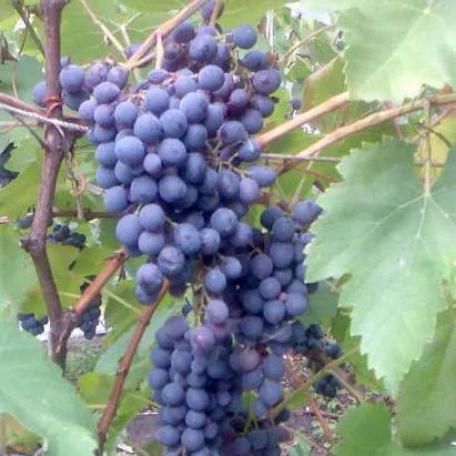 Саженцы винограда Бастардо Магарачский