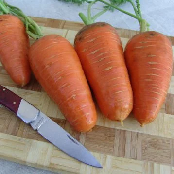 Морковь Катрин 500 г среднеспелая, Agri Saaten