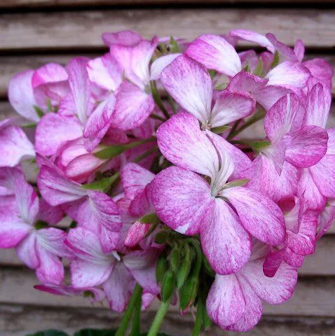 Пеларгония Мультиблум F1 бело-фиолетовая 100 семян, Syngenta Flowers