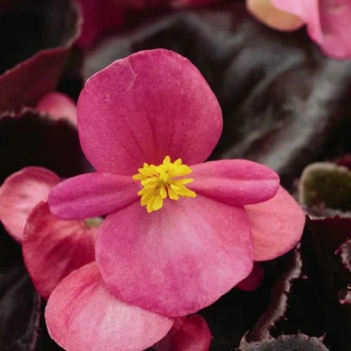 Бегония Бада Бинг F1 1000 дражированных семян розовая, Syngenta Flowers