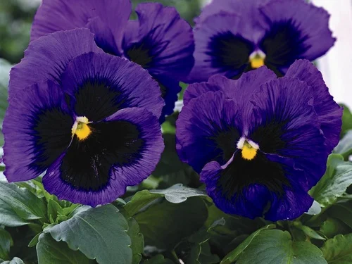 Виола виттрока Маммут F1 100 семян фиолетово-черная, Syngenta Flowers
