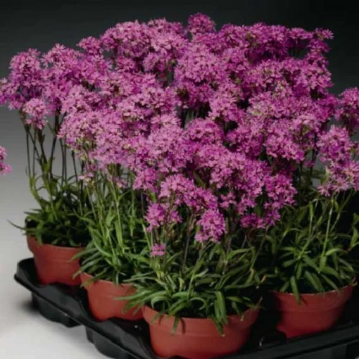 Ліхніс Лара F1 200 насінин альпійський рожевий, Syngenta Flowers