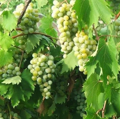Саджанці винограду Дублянський