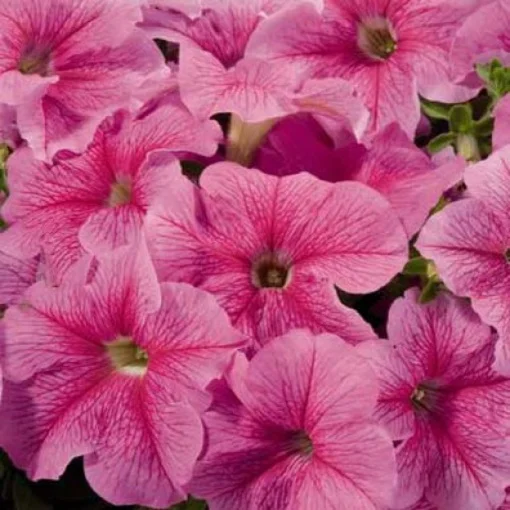 Петуния Аладдин F1 1000 дражированных семян розовый биколор, Benary flowers